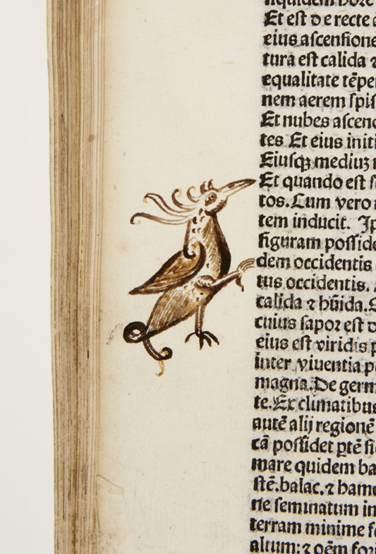 Dee bird A.jpg