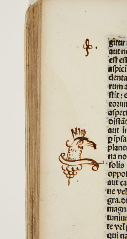 Dee bird 2 A.jpg